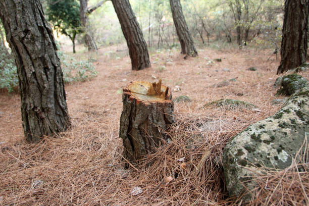 Best Emergency Tree Removal  in Country Clu, MO